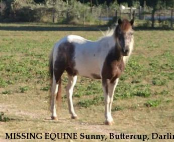 MISSING EQUINE Sunny, Buttercup, Darlin, Flica, Booger, Cagney, Lacy Near Rockdale, TX, 76567